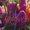 Happy Mothers Day square greeting design. Purple, pink tulips and hand-lettered greeting phrase