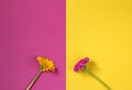 Happy Mothers Day, Womens Day, Valentines Day or Birthday. Gerbera Flowers Double Pink Yellow Background Floral Flat Lay Minimal Royalty Free Stock Photo