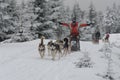 happy musher and his dog sledding Siberian Huskies