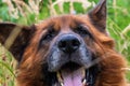 happy muzzle of a German shepherd dog of brown color