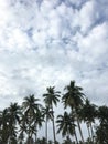 Happy nature sky and coconut tree