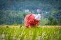 Happy Nepali/Asian farmers working in field