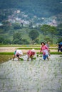 Happy Nepali/Asian farmers working in field