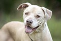 Happy neutered male tan Lab mixed breed dog rescue photo Royalty Free Stock Photo