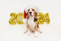 Happy New Year 2024 and Merry Christmas. A beagle dog in a Santa Claus hat Royalty Free Stock Photo