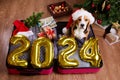 Happy New Year 2024. A beagle dog in a Santa Claus hat in a suitcase Royalty Free Stock Photo