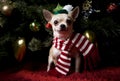 Happy New Year 2018 chihuahua puppy in hat Christmas snow Royalty Free Stock Photo