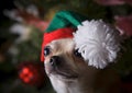 Happy New Year 2018 chihuahua puppy in hat Christmas snow Royalty Free Stock Photo