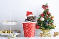 Happy New Year, Christmas, Dog in Santa Claus hat, Celebration balls and other decoration Royalty Free Stock Photo