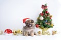 Happy New Year, Christmas, Dog in Santa Claus hat, Celebration balls and other decoration Royalty Free Stock Photo