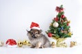 Happy New Year, Christmas, Dog in Santa Claus hat, Celebration balls and other decoration Royalty Free Stock Photo