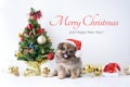 Happy New Year, Christmas, Dog in Santa Claus hat, Celebration balls and other decoration Royalty Free Stock Photo