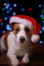 Happy New Year, Christmas, Dog in Santa Claus hat Royalty Free Stock Photo