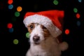 Happy New Year, Christmas, Dog in Santa Claus hat Royalty Free Stock Photo