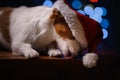 Happy New Year, Christmas, Dog in Santa Claus hat Royalty Free Stock Photo