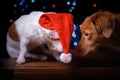 Happy New Year, Christmas, Dog in Santa Claus hat Royalty Free Stock Photo