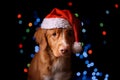 Happy New Year, Christmas, Dog in Santa Claus hat Royalty Free Stock Photo