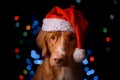 Happy New Year, Christmas, Dog in Santa Claus hat Royalty Free Stock Photo