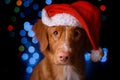 Happy New Year, Christmas, Dog in Santa Claus hat Royalty Free Stock Photo