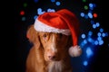 Happy New Year, Christmas, Dog in Santa Claus hat Royalty Free Stock Photo