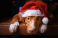 Happy New Year, Christmas, Dog in Santa Claus hat Royalty Free Stock Photo