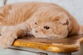 Happy New Year, Christmas holidays and celebration. Cat breed Scottish Fold portrait. Royalty Free Stock Photo