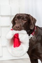 Happy New Year, Christmas holidays and celebration.  Dog pet near the Christmas tree.  Labrador Retriever Dog Royalty Free Stock Photo