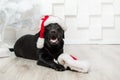 Happy New Year, Christmas holidays and celebration.  Dog pet near the Christmas tree.  Labrador Retriever Dog Royalty Free Stock Photo