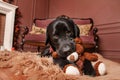 Happy New Year, Christmas holidays and celebration.  Dog pet near the Christmas tree.  Labrador Retriever Dog Royalty Free Stock Photo