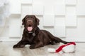 Happy New Year, Christmas holidays and celebration.  Dog pet near the Christmas tree.  Labrador Retriever Dog Royalty Free Stock Photo