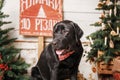 Happy New Year, Christmas holidays and celebration.  Dog pet near the Christmas tree.  Labrador Retriever Dog Royalty Free Stock Photo