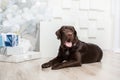 Happy New Year, Christmas holidays and celebration.  Dog pet near the Christmas tree.  Labrador Retriever Dog Royalty Free Stock Photo