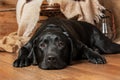 Happy New Year, Christmas holidays and celebration.  Dog pet near the Christmas tree.  Labrador Retriever Dog Royalty Free Stock Photo