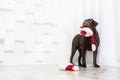 Happy New Year, Christmas holidays and celebration.  Dog pet near the Christmas tree.  Labrador Retriever Dog Royalty Free Stock Photo