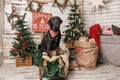 Happy New Year, Christmas holidays and celebration.  Dog pet near the Christmas tree.  Labrador Retriever Dog Royalty Free Stock Photo