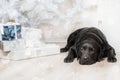 Happy New Year, Christmas holidays and celebration.  Dog pet near the Christmas tree.  Labrador Retriever Dog Royalty Free Stock Photo