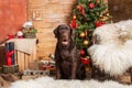 Happy New Year, Christmas holidays and celebration. Labrador Retriever Dog Royalty Free Stock Photo