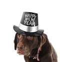 Happy new year dog Royalty Free Stock Photo