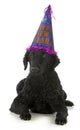 Happy new year dog Royalty Free Stock Photo