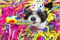 Happy new year dog celberation Royalty Free Stock Photo