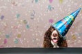 Happy new year dog Royalty Free Stock Photo
