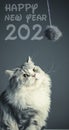 Happy new year 2020 graphic design with an adorable cat