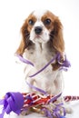 Happy new year. illustrate your work with king charles spaniel New year illustration. Dog celebrate New year`s eve with