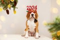A beagle dog with Christmas glasses with numbers 2024 new year