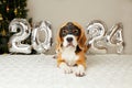 Happy New Year 2024 and Merry Christmas. A beagle dog in a Santa Claus hat i Royalty Free Stock Photo