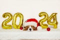 Happy New Year 2024 and Merry Christmas. A beagle dog wearing a Santa Claus hat Royalty Free Stock Photo