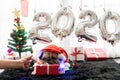 Happy New Year 2020, Merry Christmas, holidays and celebration, Puppy pets bored sleeping rest in the room with Christmas tree. Royalty Free Stock Photo