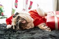 Happy New Year, Merry Christmas, holidays and celebration, Puppy pets bored sleeping rest in the room with Christmas tree. Pug dog Royalty Free Stock Photo