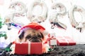 Happy New Year 2020, Merry Christmas, holidays and celebration, Puppy pets bored sleeping rest in the room with Christmas tree. Royalty Free Stock Photo