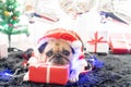 Happy New Year 2020, Merry Christmas, holidays and celebration, Puppy pets bored sleeping rest in the room with Christmas tree. Royalty Free Stock Photo